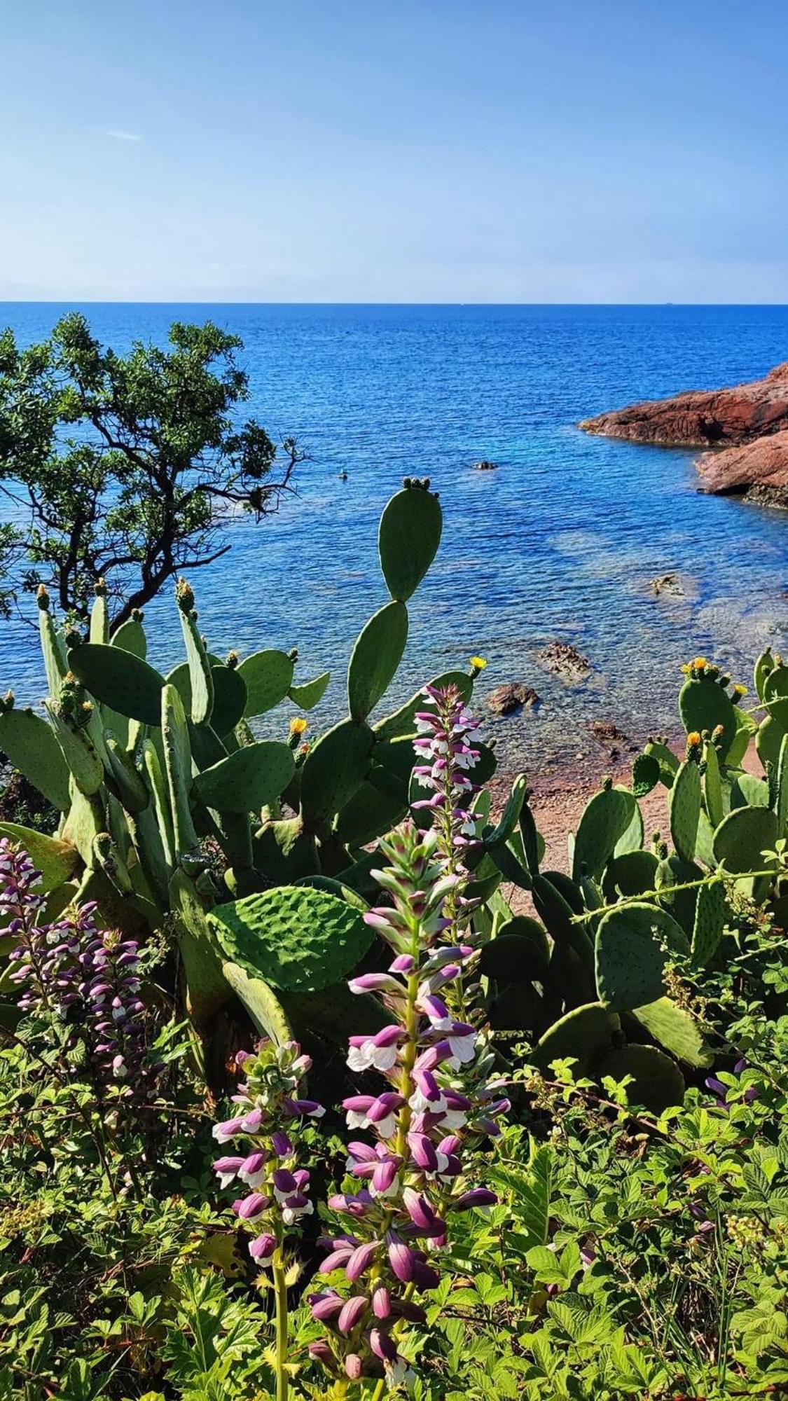 T2 En Rez De Jardin Privatif Cloture , Cap Esterel Pierre Et Vacances ,Piscine Chauffee Des Le 05 Avril Au 02 Novembre Saint-Raphaël エクステリア 写真